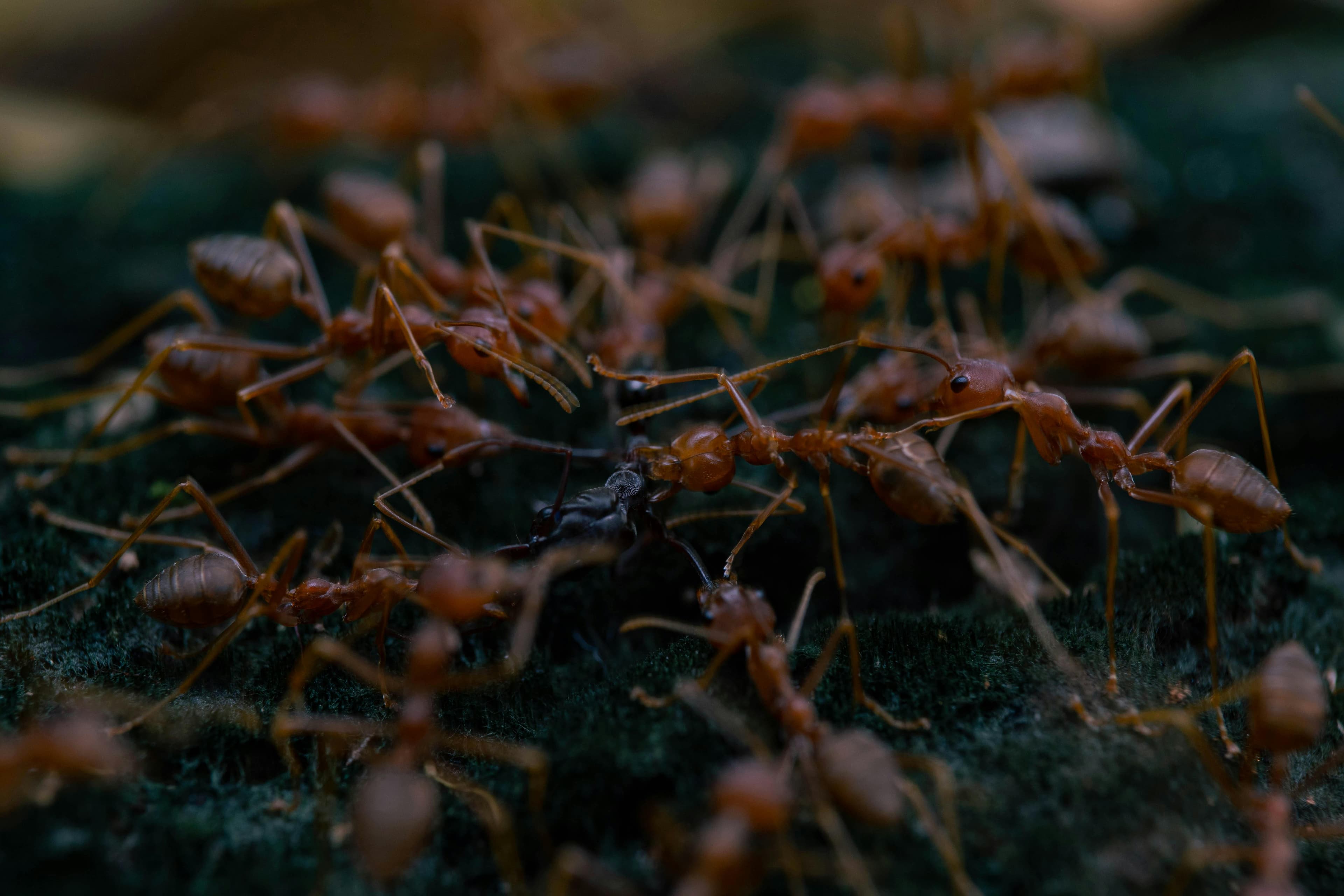 Ant Control