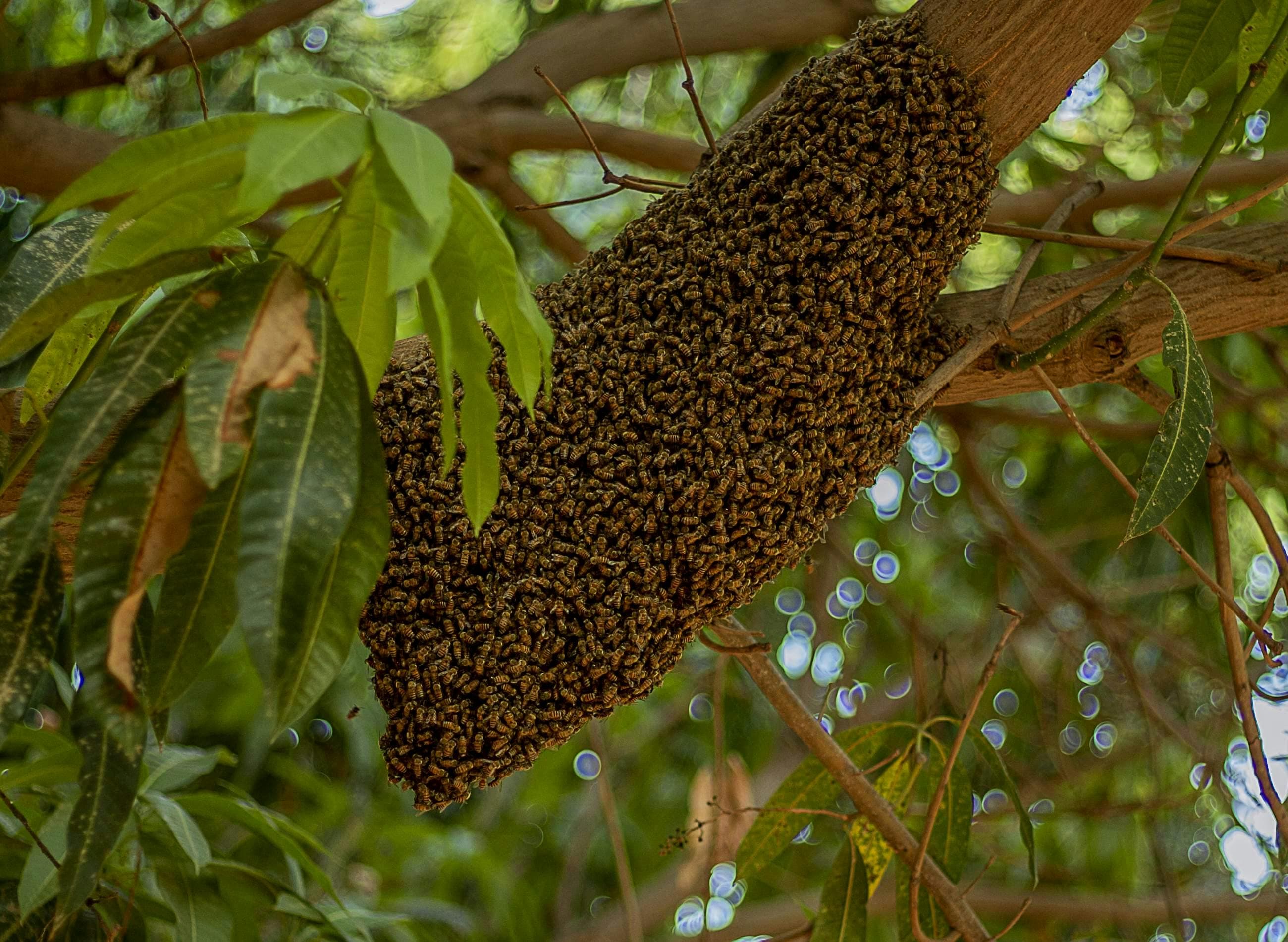 Bee Hive Control