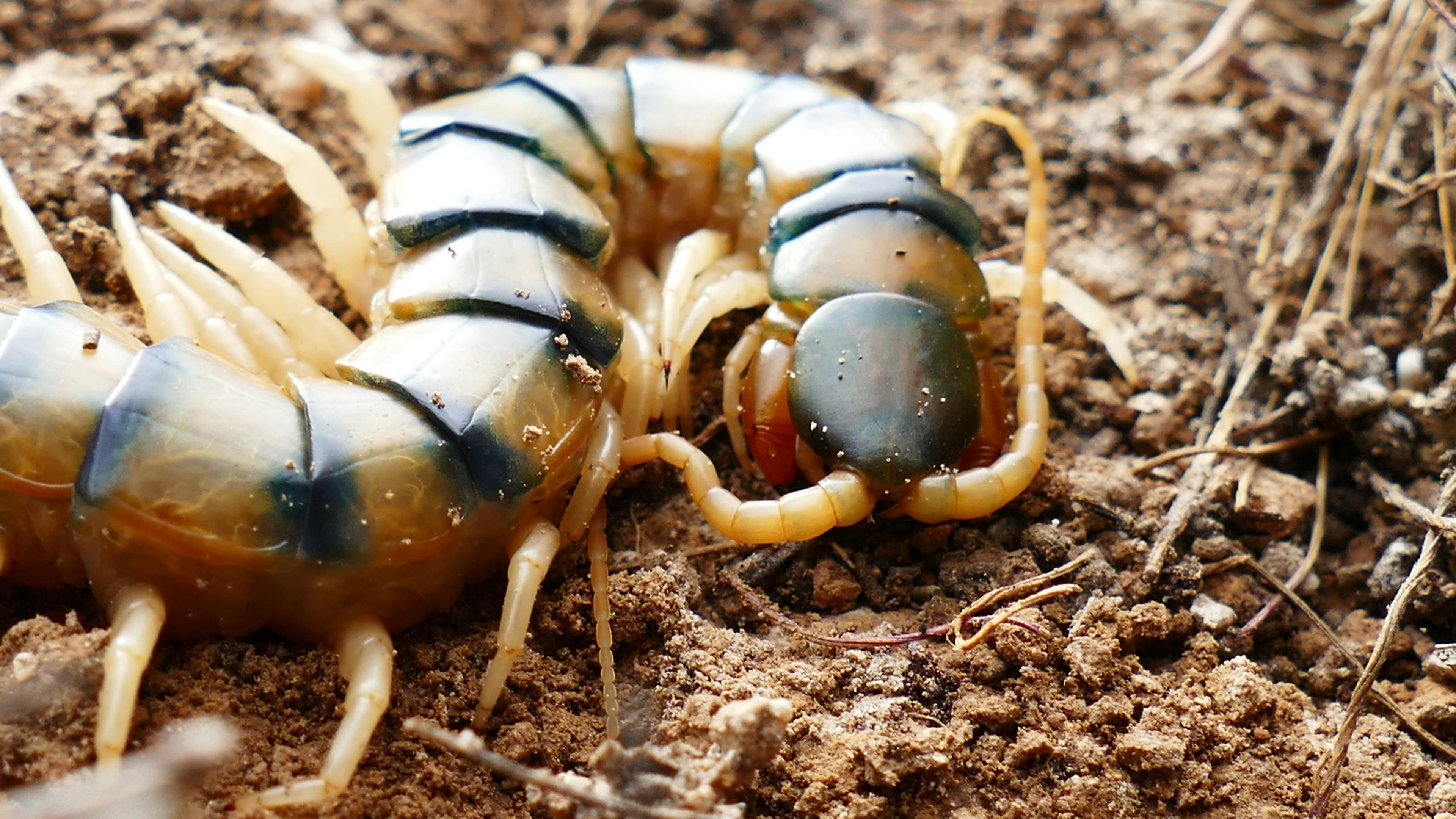 Centipede Control
