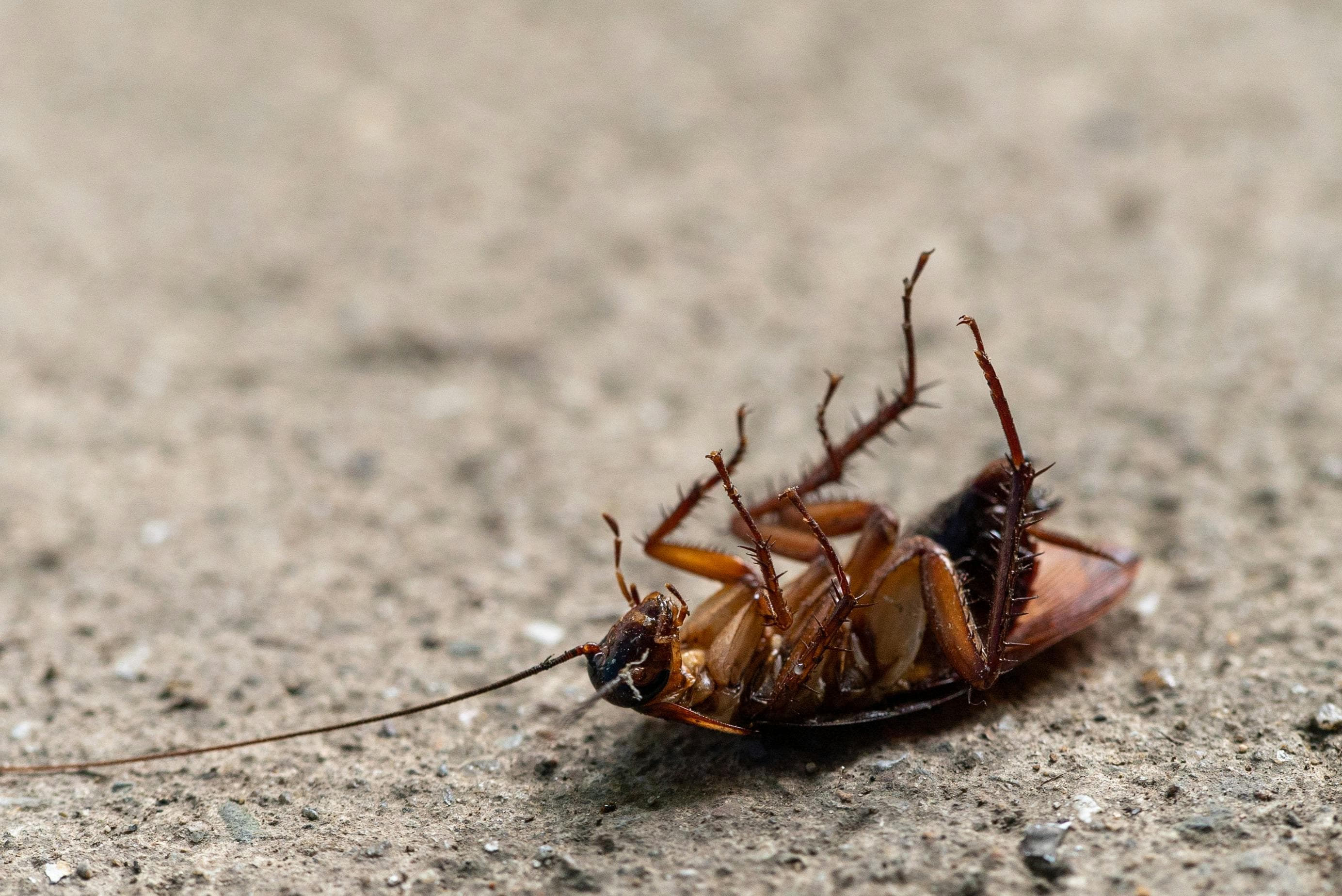 Cockroach Control