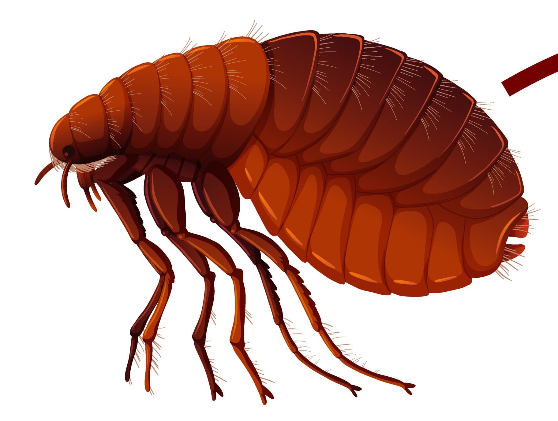 Flea Control