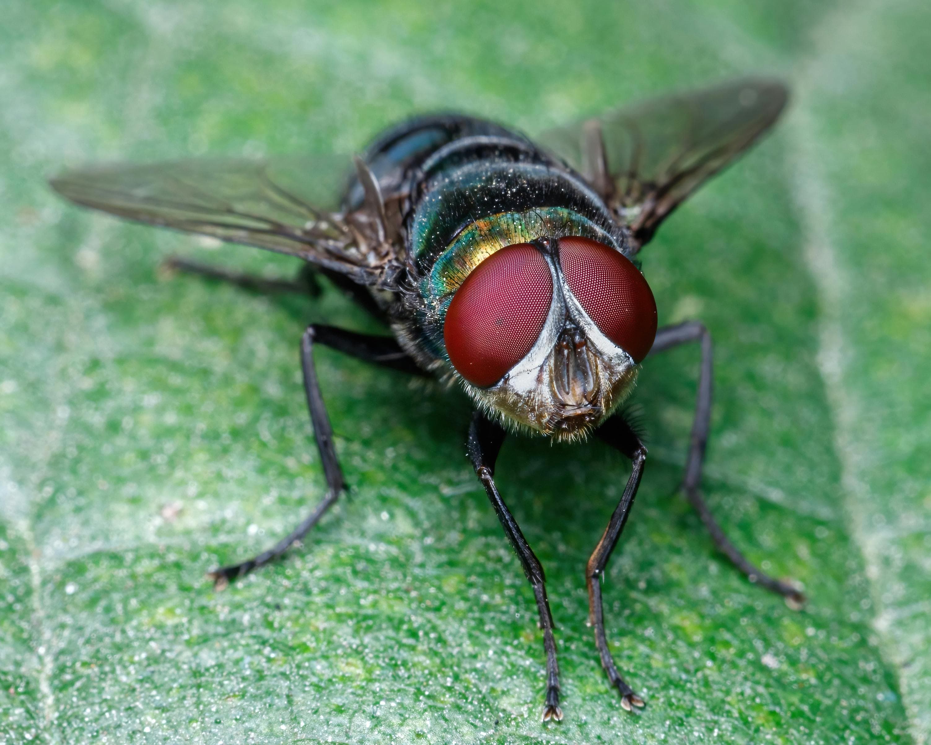 Fly Control