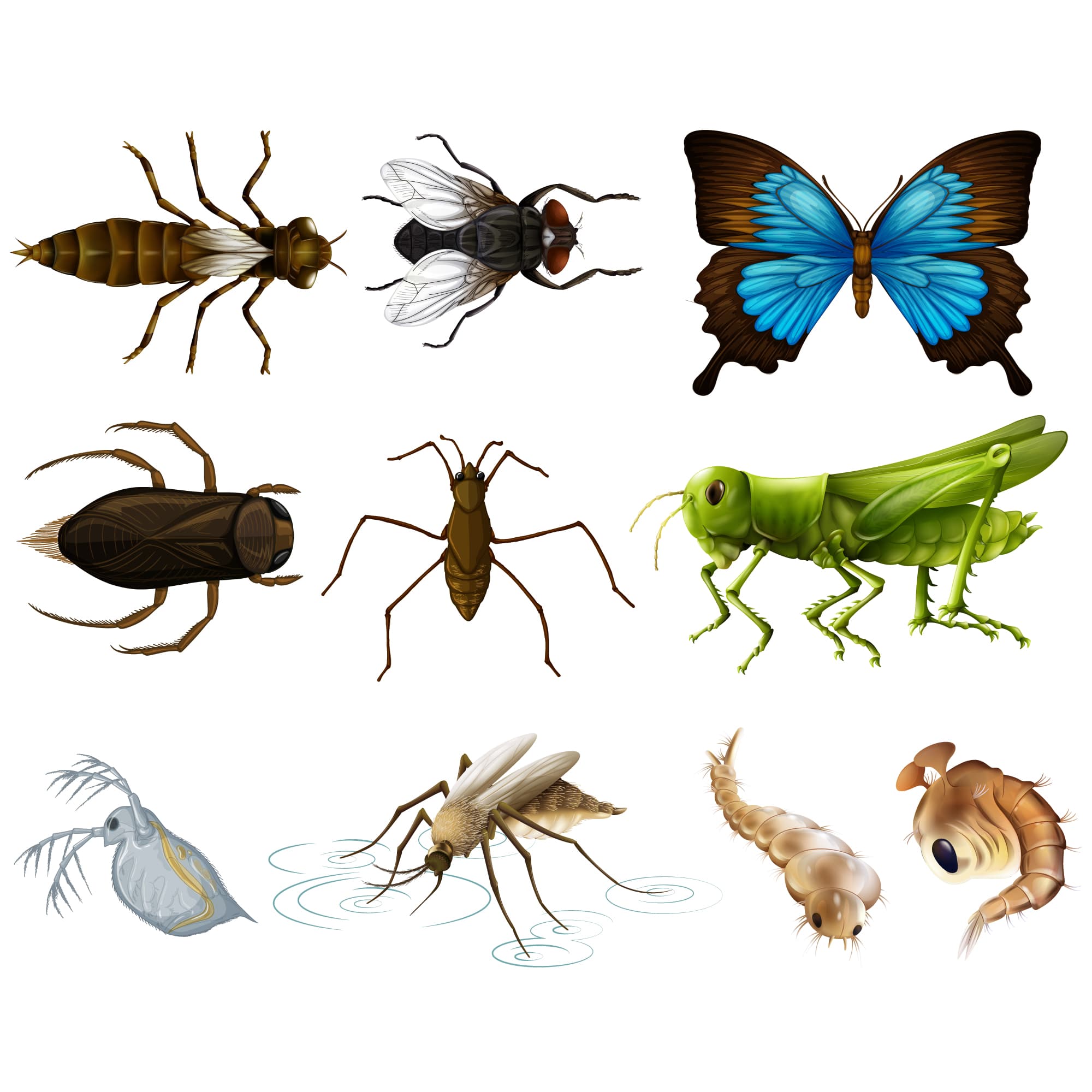 General Insect Control