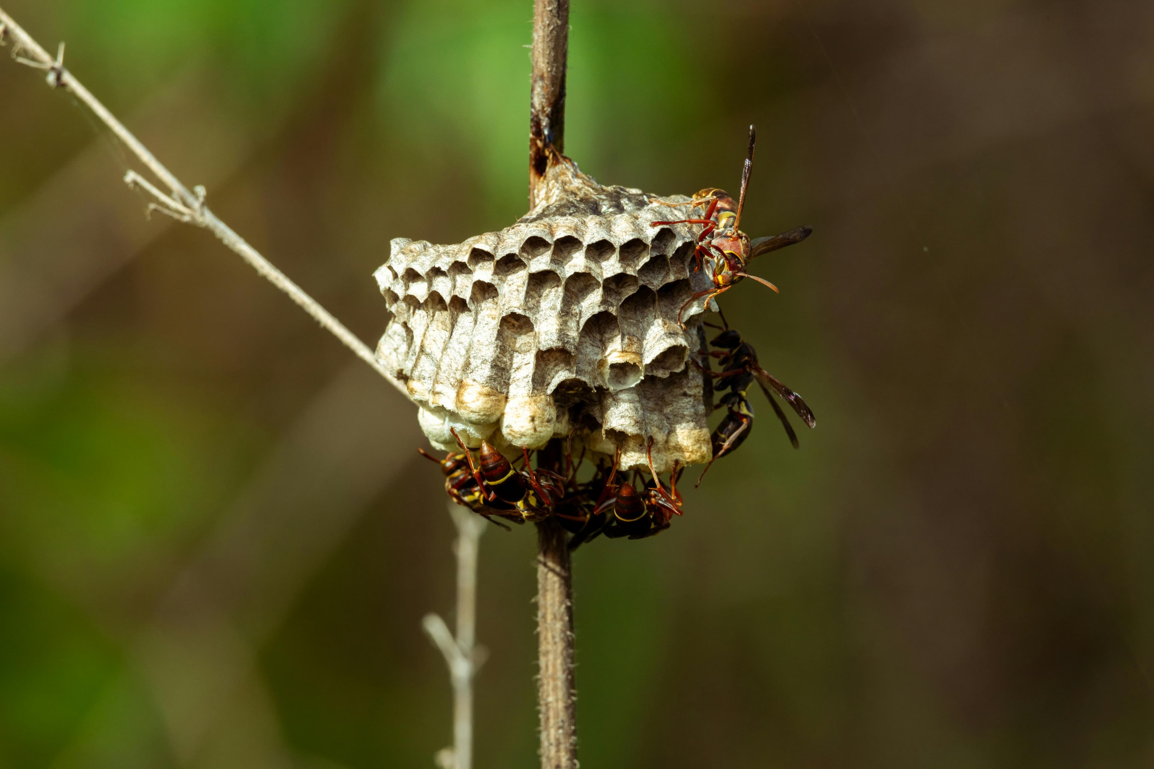 Hornet Control
