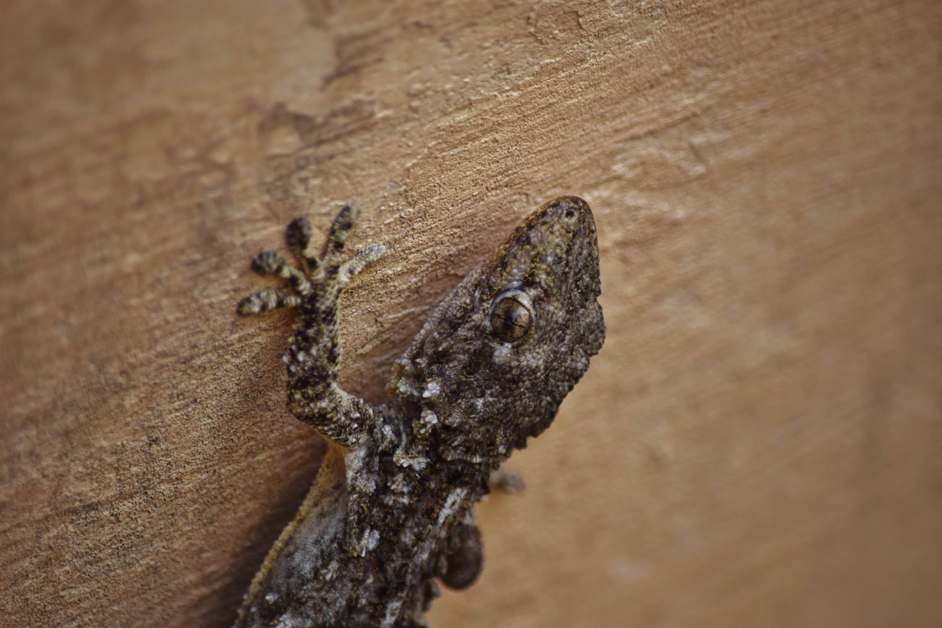 Lizard Control