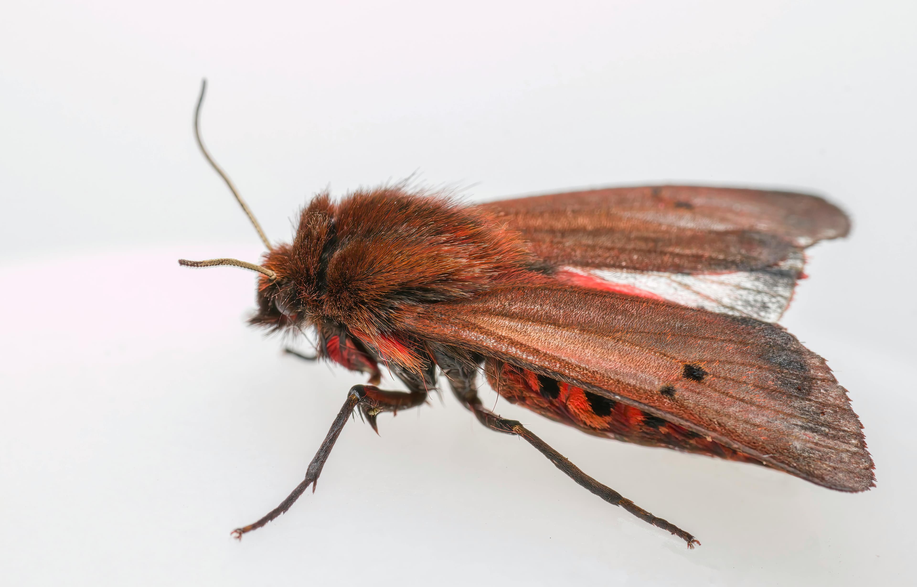 Moth Control
