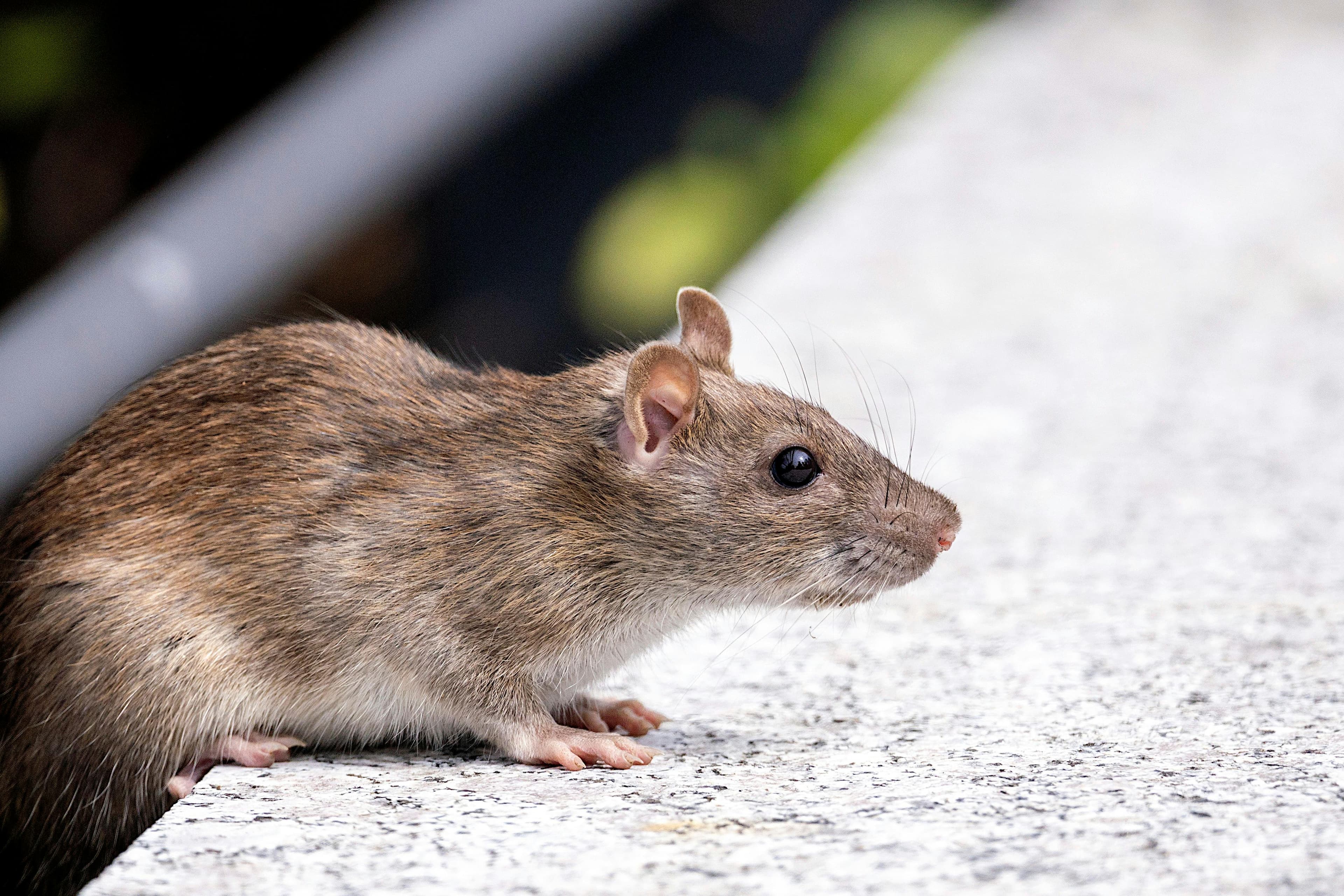 Rodent (Rat) Control