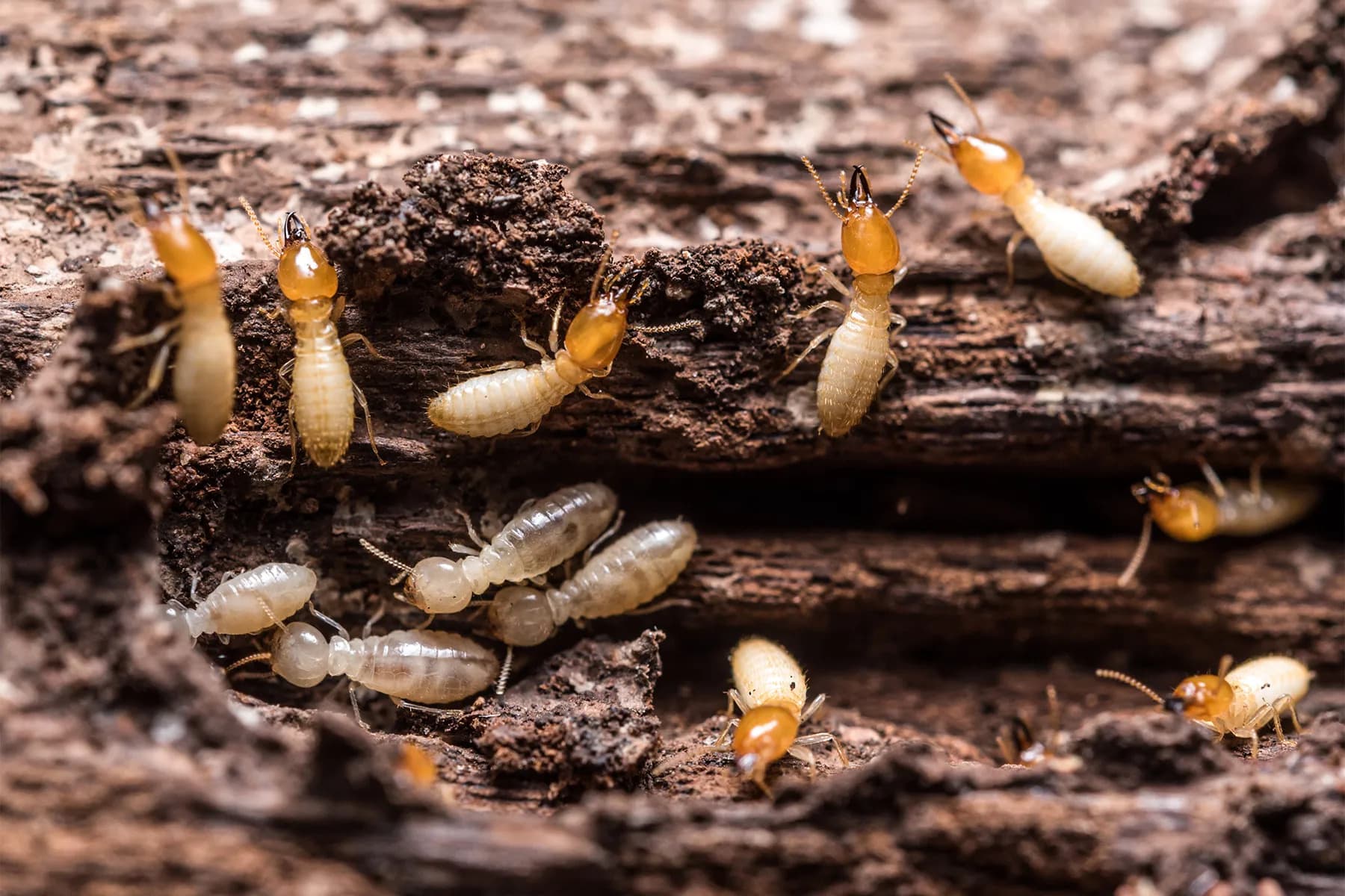 Termite Control